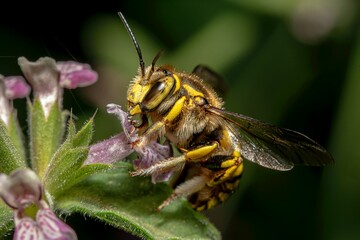 bee on a flower