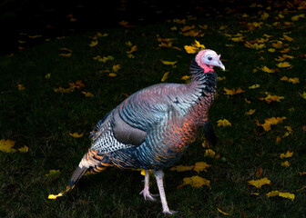 A wild turkey in a residential neighborhood in Salem, Oregon.  Wild turkeys are not native to Oregon but were first successfully introduced in 1961