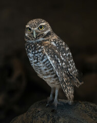 A burrowing owl.  It is a small, long-legged owl found throughout open landscapes of North and South America.