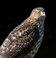 A coopers hawk perched on a bird feeder in a residential back yord in Salem, Oregon