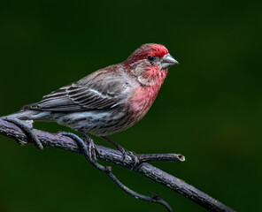 A purple finch perched on a branch