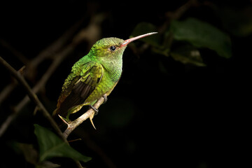 A Rufous-tailed Hummingbird perched on a branch in a rainforest near La Suiza, Costa Rica