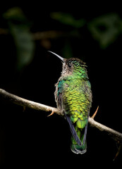 A female White-necked Jacobin humming bird perched on a branch in a wildlife area near La Suiza,...