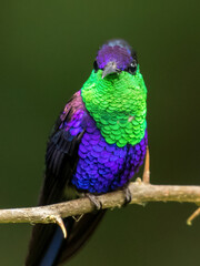 Crowned Woodnymph hummingbird perched on a branch