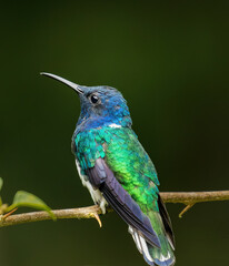 Fototapeta premium A male White-necked jacobin humming bird perched on a branch in a rainforest near La Suiza, Costa Rica