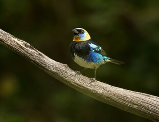 A Goloden-hooded taniger near Ujarras, Costa Rica