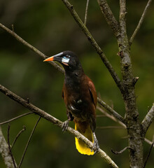A  Montezuma Oropendola near La Suiza, Coast Rica