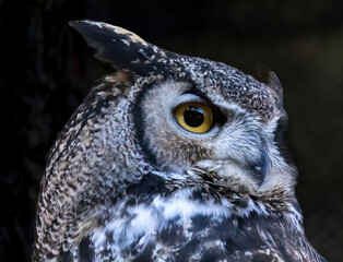 A portrait of a great horned owl perched in a pine tree near Bend, Oregon