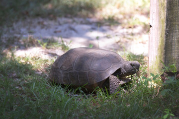 Obraz premium Tortoise or turtle eating grass on the edge of the beach and grass 