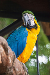 Macaw bird at Iguassu Falls