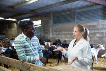 Fototapeta na wymiar African-American man owner of goat farm discussing with female veterinarian in stall..