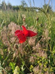 Fototapeta premium red poppy in the field