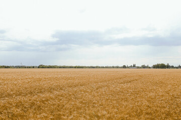 Ripe wheat spikes spikelets field  on a wheat field background,  close-up. environmentally friendly product. Harvest concept in Ukraine