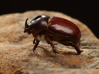 stag beetle on the wood