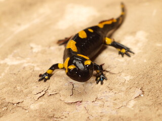 salamander