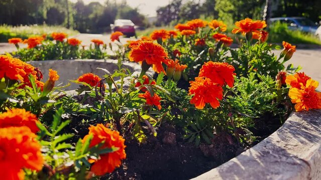 bright orange flowers in the flower bed in comparable weather, people pass by, back light