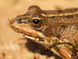 frog