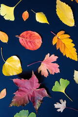 Colorful various autumn fallen leaves on a dark black background. Seasonal background and texture. Top view, flat lay