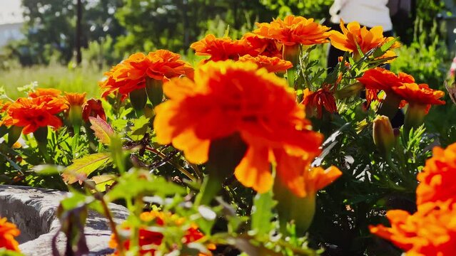 bright orange flowers in the flower bed in comparable weather, people pass by, back light