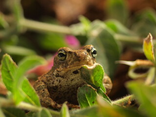 Obraz premium toad face