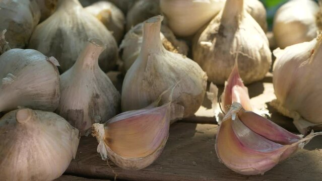 Rustic juicy eco garlic bulb. Healthy food eating background. Shopping food market. Spicy culinary ingredient. Pungent flavor as seasoning or condiment, traditional medicine