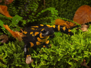 salamander