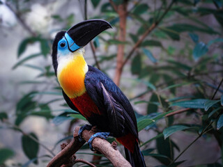 Channel-billed Toucan