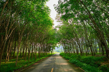 Asphalt road through the rubber forest