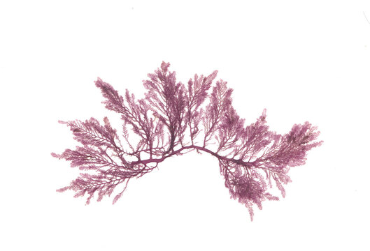 This is beautiful red seaweed.
