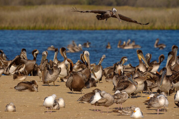 Colony of sea birds on the beach close to the river. Brown pelicans and seagulls close-up