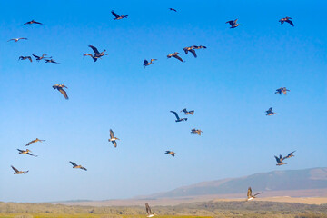 Blue sky and silhouette of flying birds. Tranquil scene, freedom, hope, motivation concept
