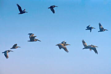 Blue sky and flying pelicans. Tranquil scene, freedom, hope, motivation concept