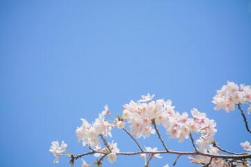 青空を背景に桜の花をクローズアップ	