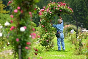 Deurstickers バラ園の手入れ管理を行う造園師 © godfather