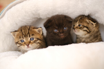 baby kittens.Three kittens in a fluffy white house on a blurred bright room background.Black and two tabby Scottish kittens in a bed.Accessories for cats.Pets. 