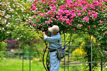 バラ園の手入れ管理を行う造園師