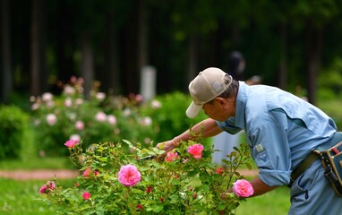 バラ園の手入れ管理を行う造園師