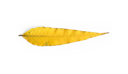isoloated old and fallen leaf of Polyalthia longifolia plant on white background.
