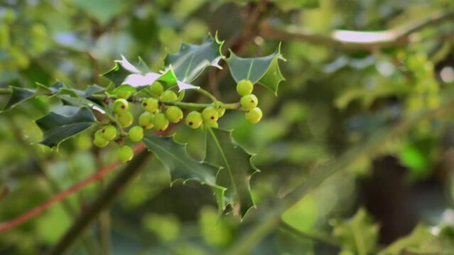 A branch of holly with the berries and green leaves, moves with the wind, with the background of trees and leaves blurred.