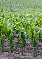 Nebraska young corn in field