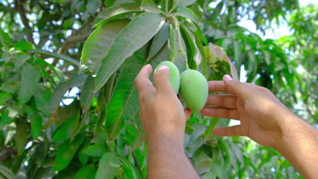 Fresh mango, man checking mango production, fresh mango production, new mango production in summer, man checking mangoes

