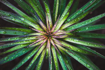 Green plant texture, Garden lily leaves wet from rain, overhead view,natural fractals background