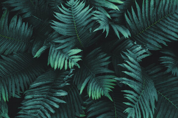 Fern leaves noise texture background, fern growing in dark forest, overhead view, moody natural plants background
