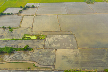 aerial view from flying drone of Field rice with landscape green pattern nature background, top view field rice
