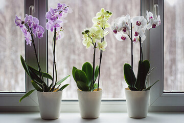 Moth orchids on windowsill, growing phalaenopsis orchids at home, flowering houseplants care - obrazy, fototapety, plakaty