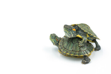 Obraz premium japanese turtle on white background, red-eared slider 