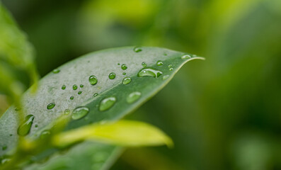 Water on leave background, Green leaf nature 
