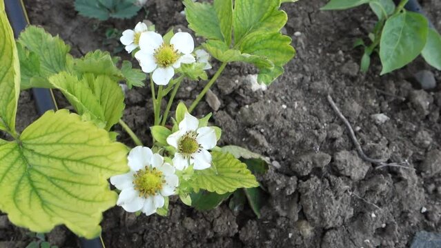 Yellowed Strawberry Plants, Blossoming Strawberry Plants, Because Of Iron Deficiency,