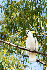 white cockatoo on a tree