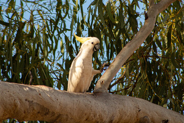 white cockatoo on a tree